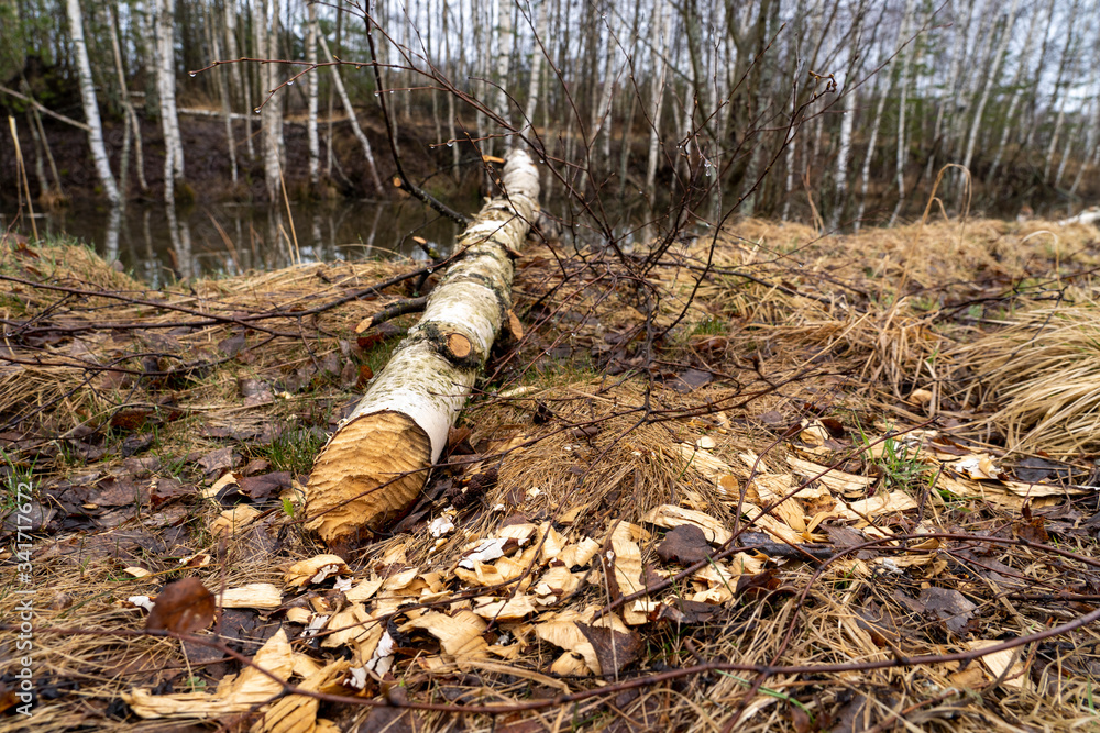 trees felled by beavers on rivers and streams trees felled by beavers on rivers and streams