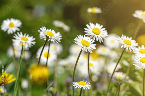 pure cute little daisy flowers on the meadow with sunlight