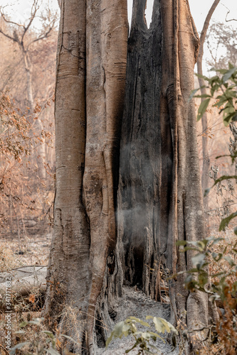 Forest conditions after a wildfire