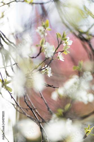 Closeup of spring white blooming flower in orchard. Macro cherry blossom tree branch.