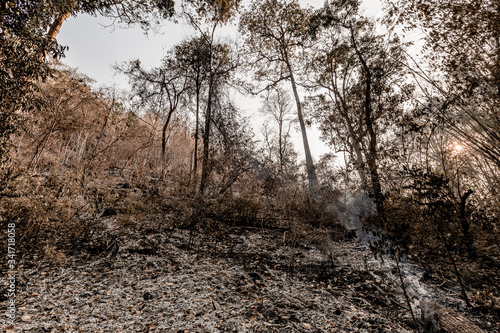 Forest conditions after a wildfire