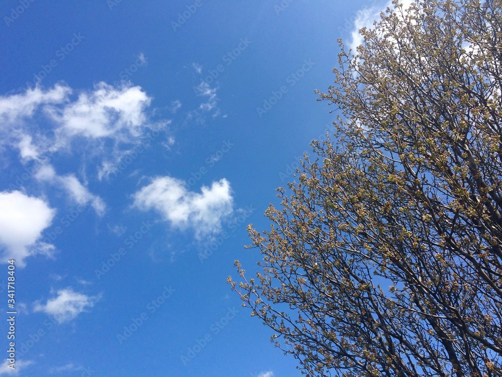 spring tree in the sky