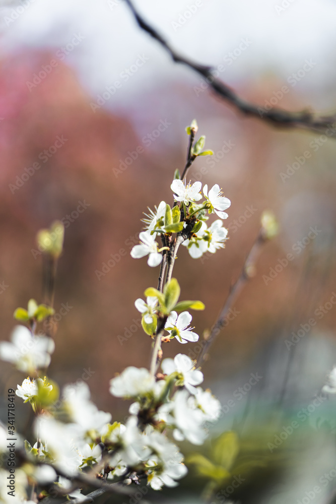 Closeup of spring white blooming flower in orchard. Macro cherry blossom tree branch. Closeup of spring white blooming flower in orchard. Macro cherry blossom tree branch.