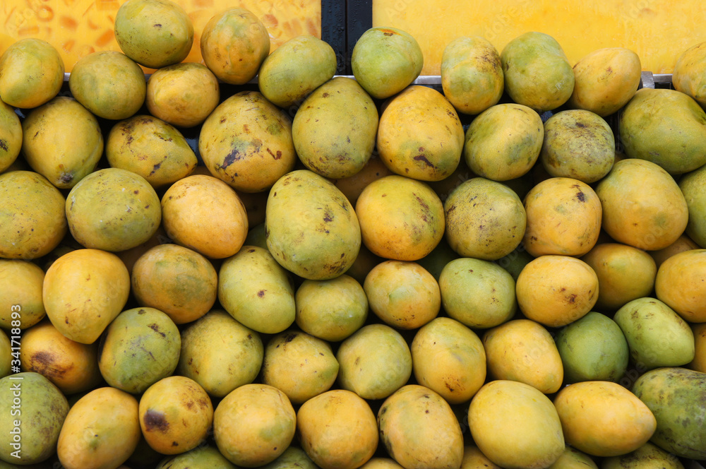Pile of harvested ripe mangoes collected by farmers and tacked up carefully to sell to customers
