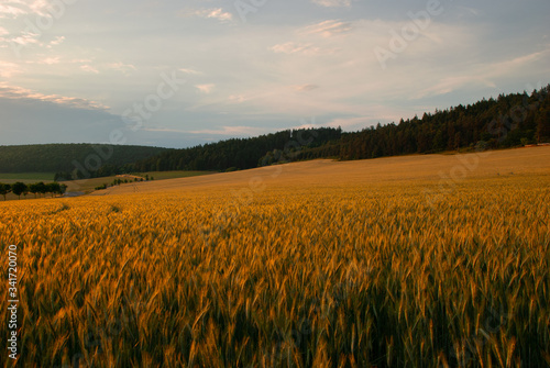Rye field in the summer in Thuringia in Germany. Natural farm scene. Soft focus. Golden sunlight on crops.