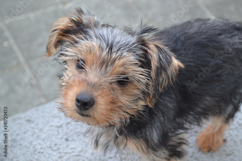 yorkshire chiot 