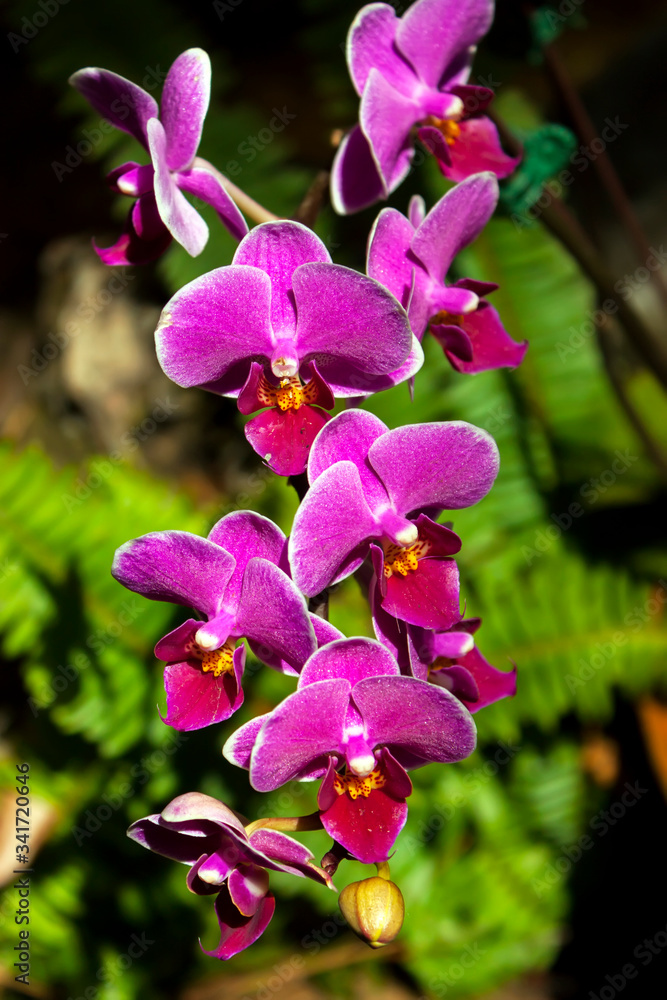 Pink orchids at botanical garden.