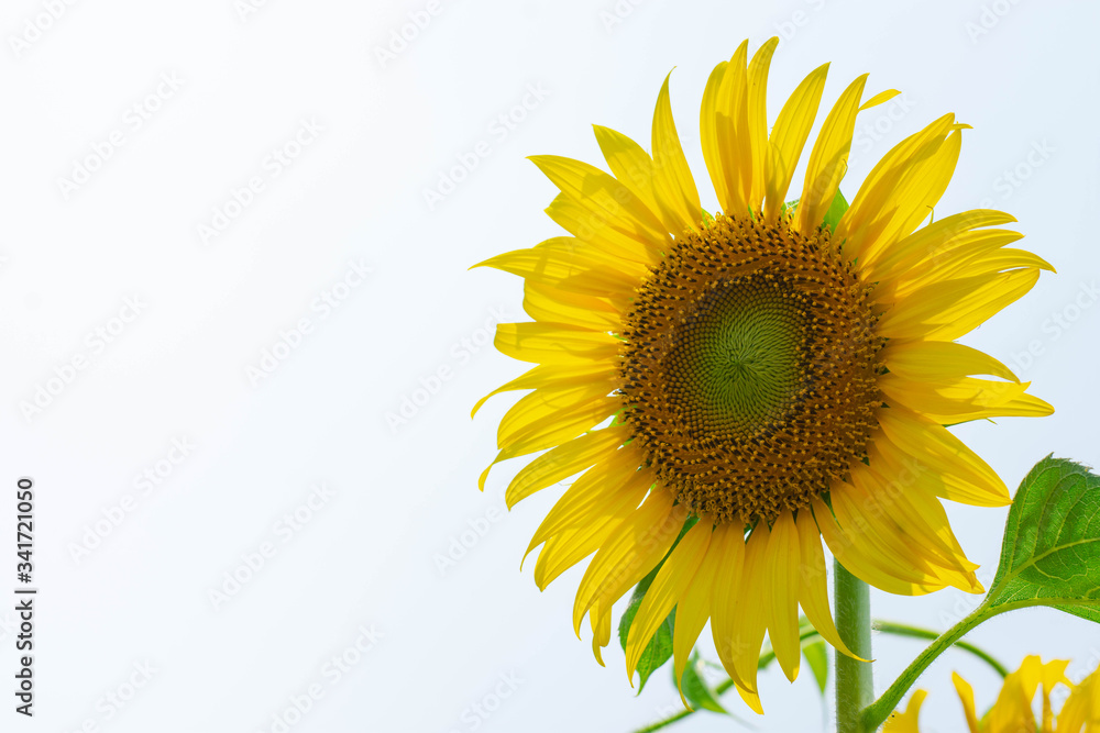 Fototapeta premium Sunflower that is blooming and old Ready for harvest