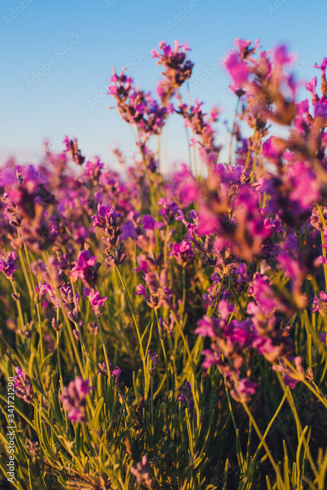 Obraz premium Beautiful violet lavender fields in the sunset light. Provence in France. Lavender flowers. Copy space for your text. Flat lay style. Top view.
