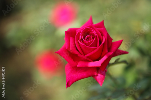 背景が美しい赤いバラ（Klaus Stortebeker）	
 photo