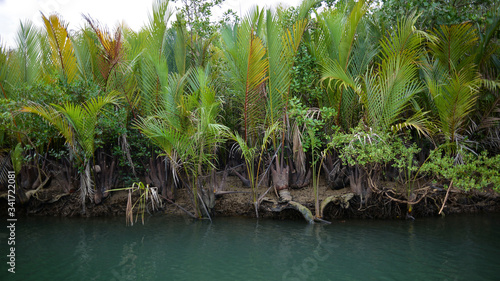 Nipa Palms (Nypa fruticans) by the riverbank. As seen from a river tour of a mangrove forest in Bohol. photo