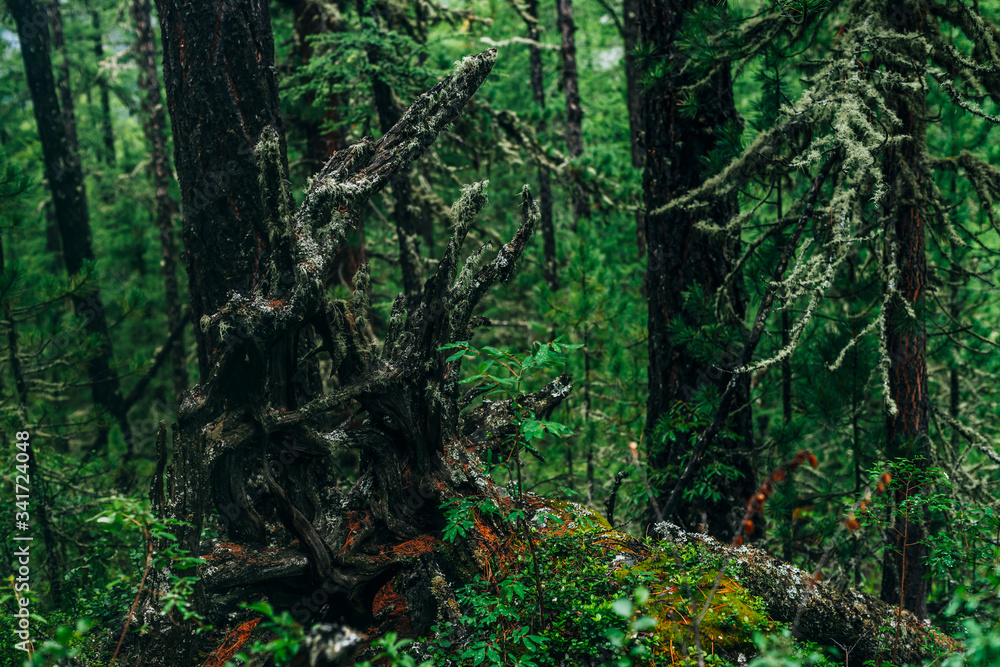 Obraz premium Big fallen tree root covered with thick moss in taiga wilderness among fresh greenery. Atmospheric landscape of terrible place in wild dark forest. Virgin flora of woods. Mystery woodland atmosphere.