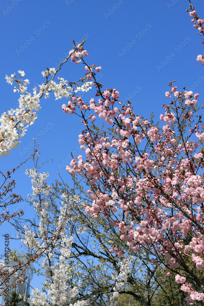 Japanese cherry blossoms. Blooming Sakura tree. Japanese cherry blossoms. Blooming Sakura tree.