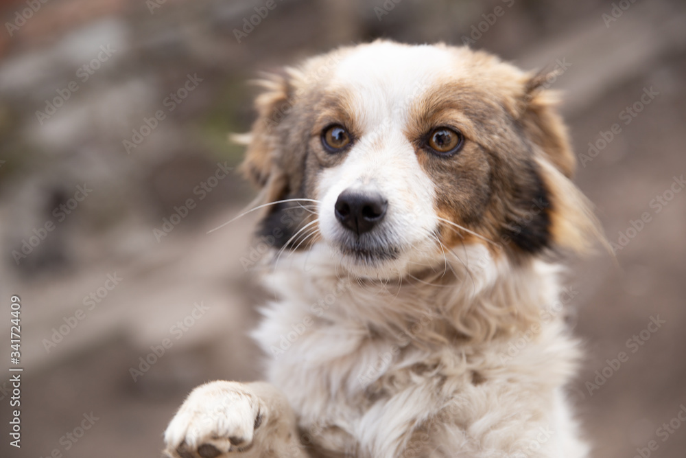 White dog with brown spots. 