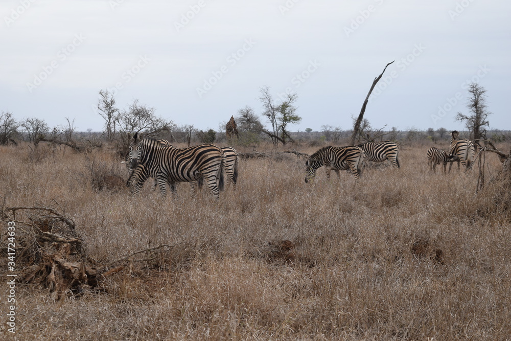 Obraz premium Beautiful view and animals in Kruger National Park Southafrica