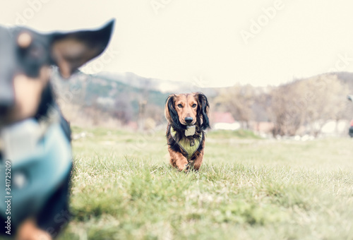 cute dachshund running on the grass