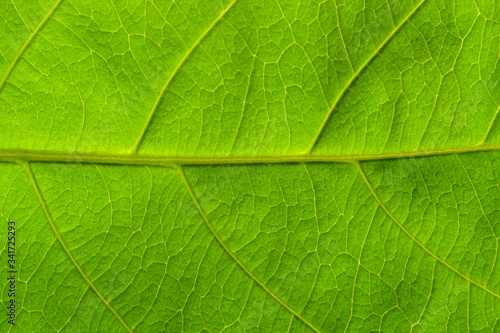 Textured of green leaves of tree pattern close-up.