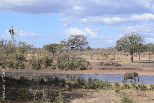 Beautiful view and animals in Kruger National Park Southafrica