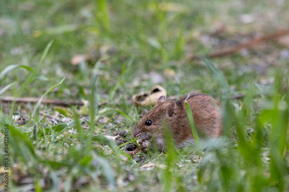 Mouse feeds on seeds in grass
Mouse feeds on seeds in grass