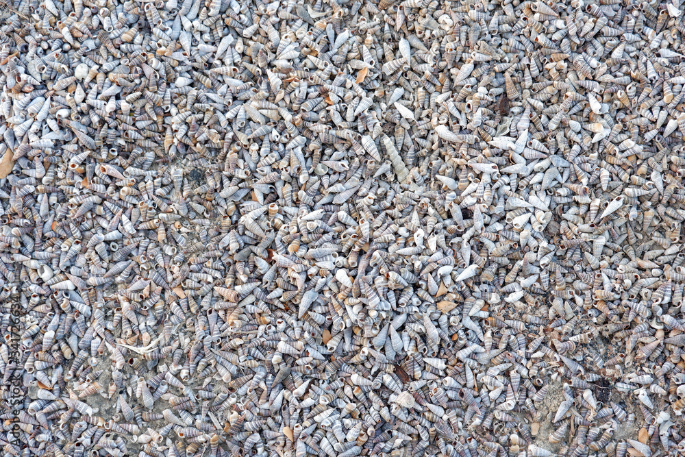 Small shells background Lots of nature Small shells background Lots of nature