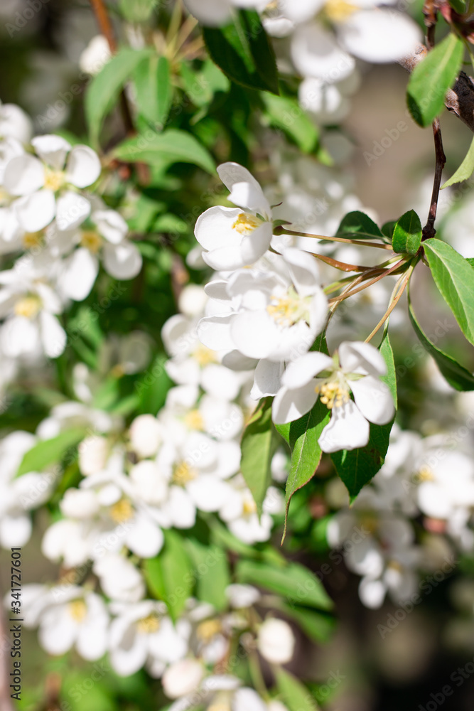 bloom of trees spring bloom of trees spring