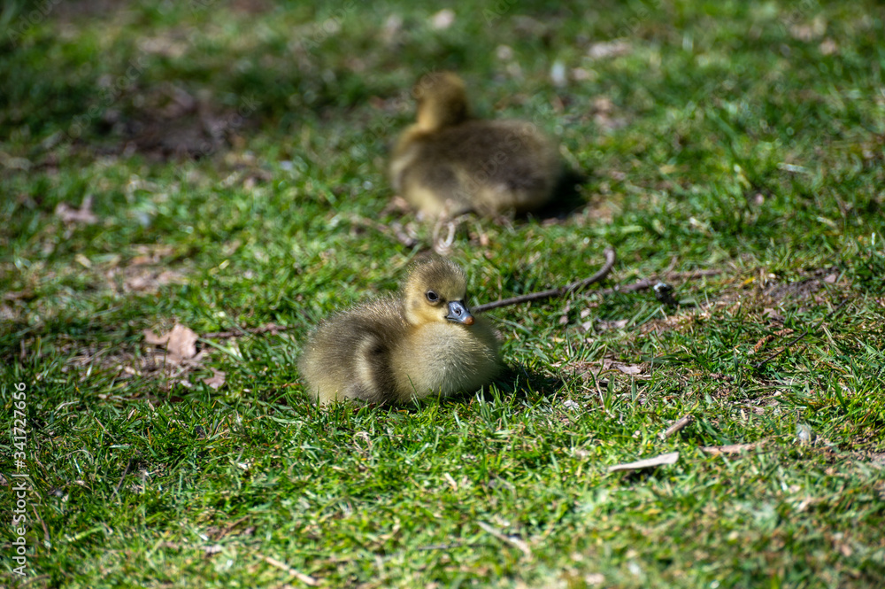 Obraz premium Graugans Küken