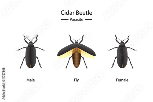 Cidar Beetle parasite vector object on white background.