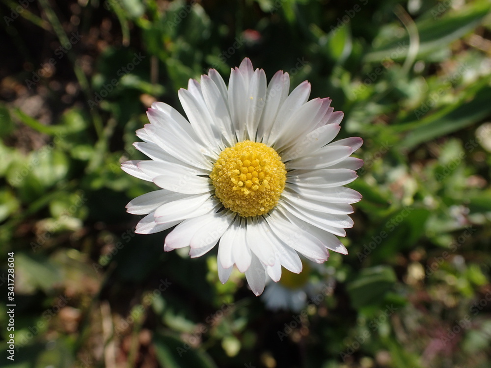 Fototapeta premium Gaensebluemchen recken sich auf einer Wiese im Fruehling in der Sonne gen Himmel