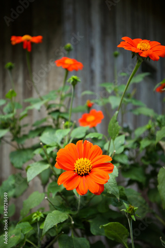 Florescent orange common zinnia yellow pollen old wood background