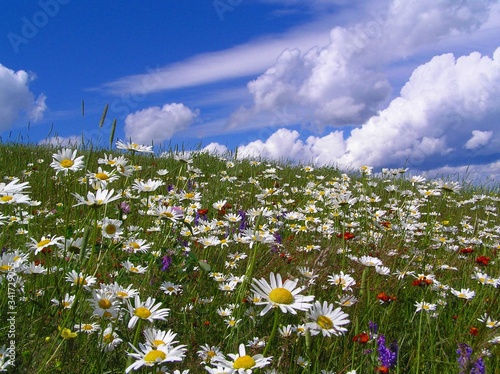A daisy field under a summer sky