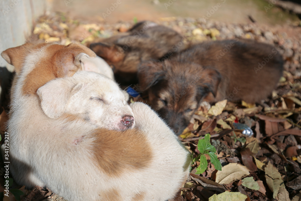 Street puppy sleep with freind on dirt and dry leaf Street puppy sleep with freind on dirt and dry leaf