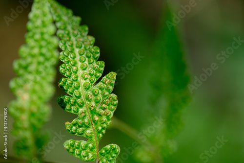 Green fern spore closed up and blur background photo