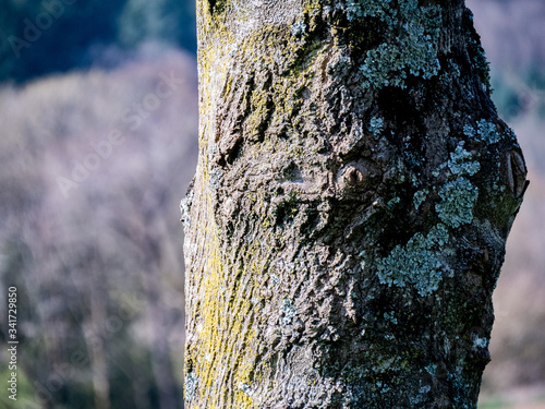 Arbre 