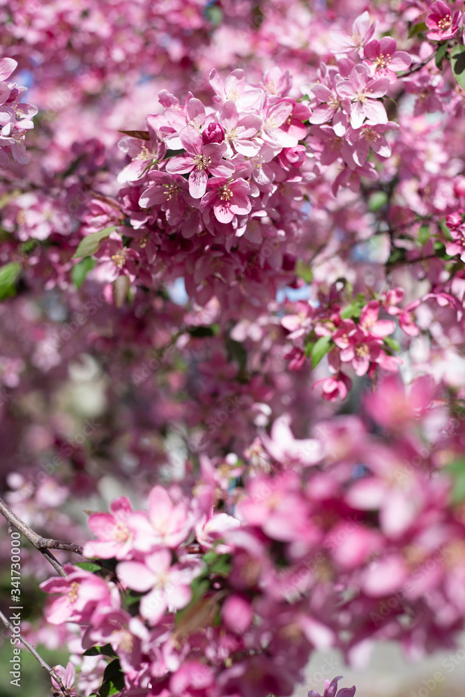 bloom of trees spring