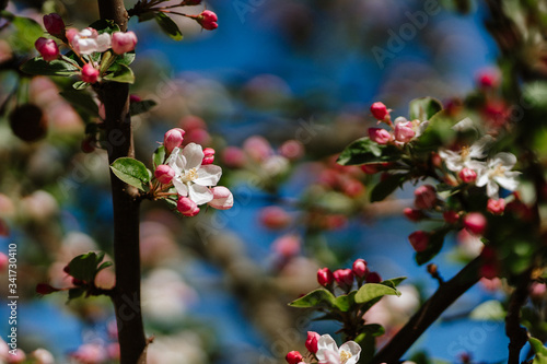 Apple tree branch flowers and blossoms on blurred background. Closeup, selective focus. Blue sky, sunny day.