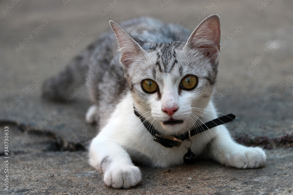 A gray and white cat is acting to attack the victim on the grey concrete.