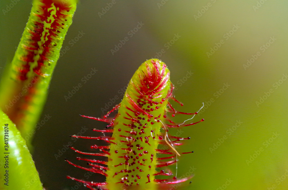 Fototapeta premium Drosera Capensis Carnivorous Plant Sun Rose