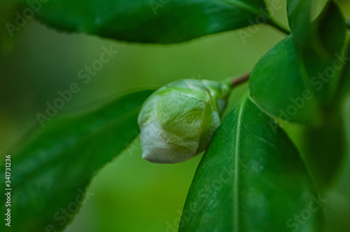 Blossom of white camellia   bud of Camellia japonica with green leaves behind.