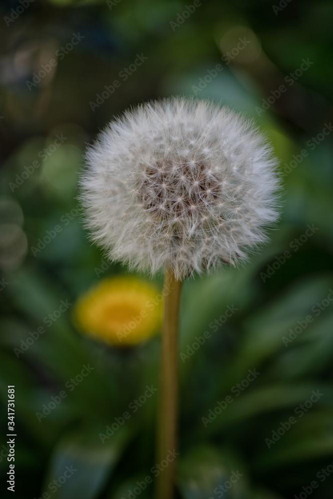 dandelion seed head dandelion seed head