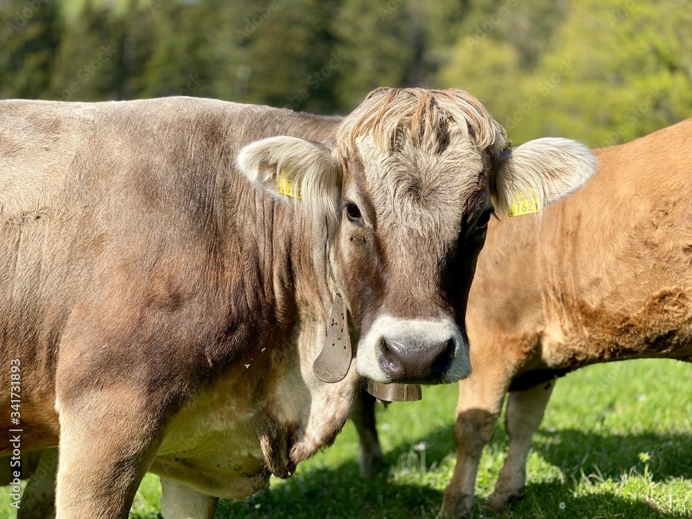 Obraz premium Kühe auf der Weide, Schweiz