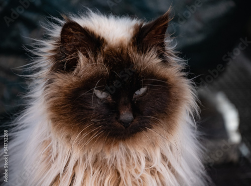 tête de chat