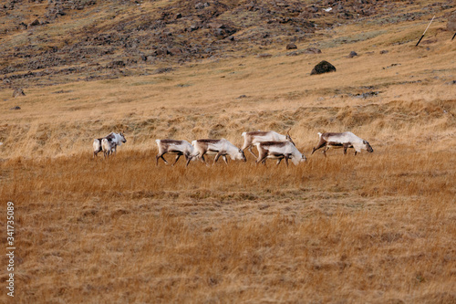 Cabras en Islandia