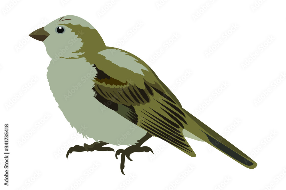 Sparrow bird vector, isolated on white background. House Sparrow (Passer domesticus) female, stock illustration