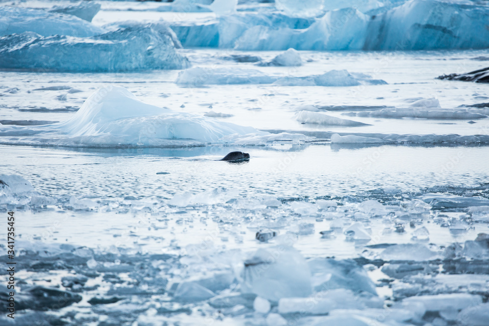 Obraz premium Foca en glaciar de Islandia