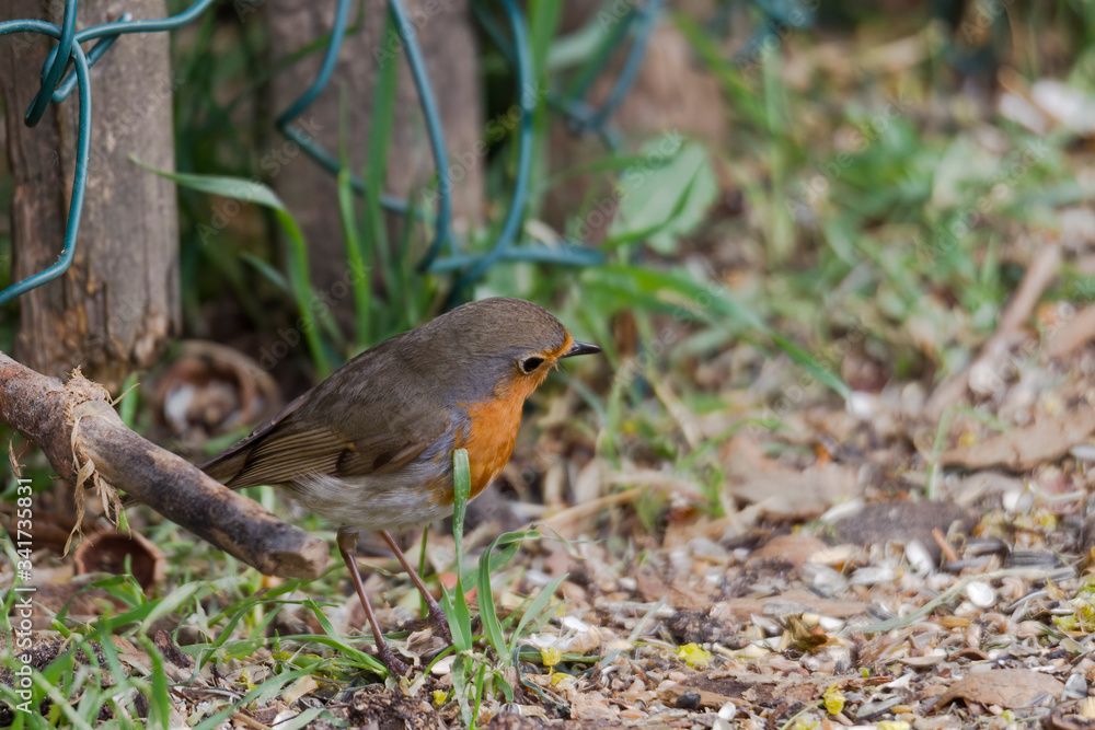 Robin sits in front of a picket fence on the ground looking for food