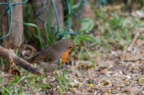 Robin sits in front of a picket fence on the ground looking for food