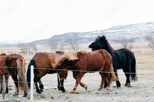 Caballos en Islandia