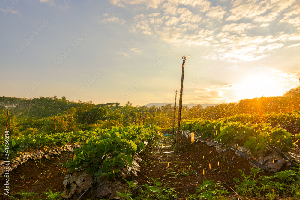 Fototapeta premium beautiful strawberries farm in the morning.