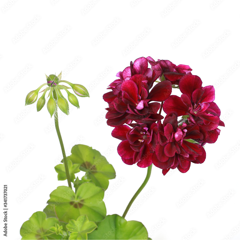 Fototapeta premium Géranium lierre double pourpre