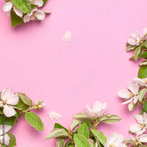 Spring nature background. Beautiful blooming spring branches on pink background flat lay top view copy space. Springtime concept  flowers composition  bloom delicate white flowers with green leaves